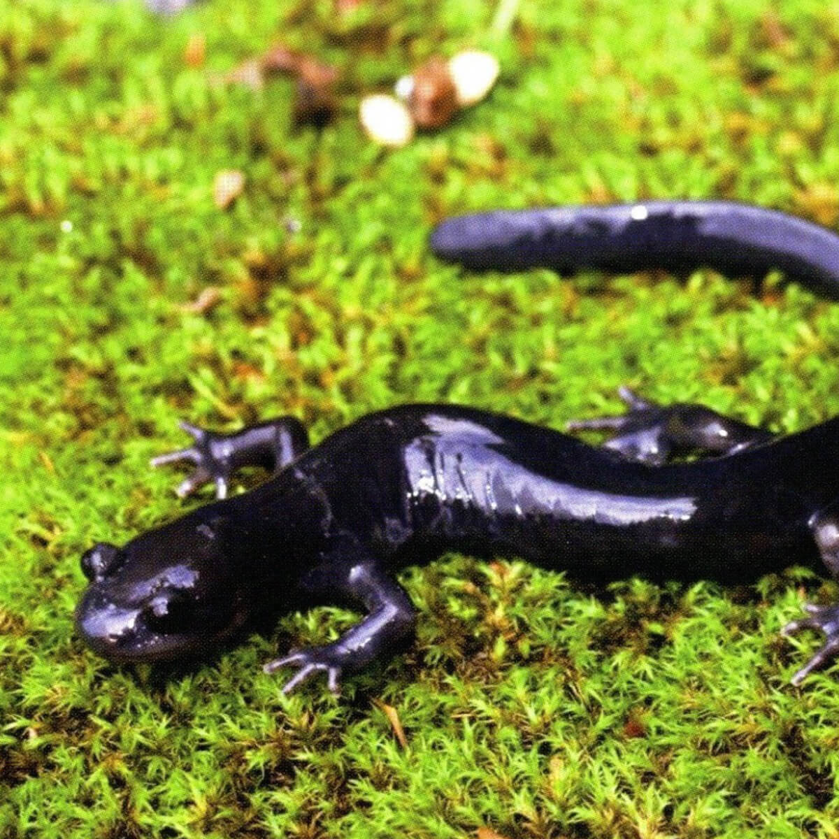 Sobo Salamander